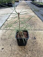 White weymouth pine for sale  CHORLEY