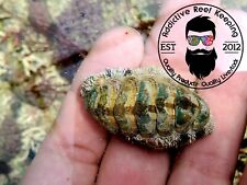 Pack fuzzy chiton for sale  Marathon