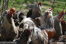 Ameraucana easter egg for sale  Athens