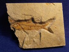 Pesce fossile knightia usato  Napoli