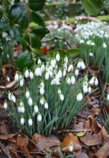 X25 snowdrop bulbs for sale  FERRYSIDE