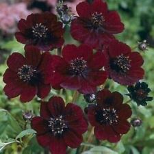Fragrant chocolate cosmos for sale  Gate City