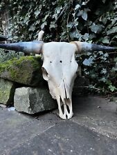 Real taxidermy bull for sale  NEWARK