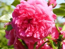 Kletterrose rose laguna gebraucht kaufen  Pinneberg