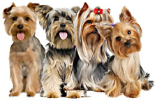 Yorkshire terrier dog for sale  BELPER