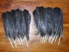 Crow wing feathers for sale  ABERDEEN