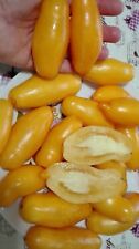 Pomodoro banana giallo usato  Tivoli