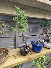 Bonsai tree imported for sale  ASHTON-UNDER-LYNE