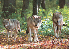 Zoo wildlife wolf gebraucht kaufen  Deutschland