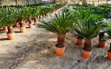 Esemplari cycas revoluta usato  Ragusa