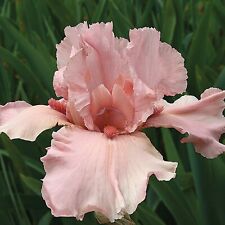 Pink bearded iris for sale  Summerville