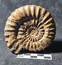 Ammonite aegoceras capricornus d'occasion  Fénétrange