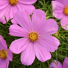 summer bedding plants for sale  HAILSHAM