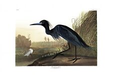 Audubon blue crane for sale  Jacksonville