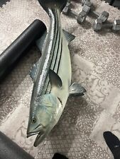 Striped bass mount for sale  New York