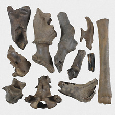 Fossilien konvolut stk gebraucht kaufen  Lorsch