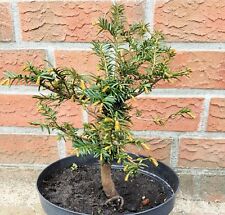 Eibe pre bonsai gebraucht kaufen  Uetersen
