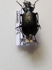 Calosoma sayi REF CARABID804 for sale  Shipping to South Africa