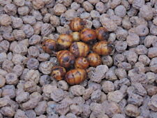 Tiger nuts 50x for sale  Ireland