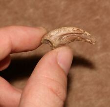 Alvarezsaurus raptor claw for sale  Scottsdale