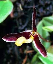 Uncommon Miniature Orchid Species Bulbophyllum xanthoacron. Blooming Size Plant, used for sale  Shipping to South Africa