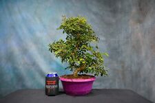 chinese elm for sale  North Fort Myers