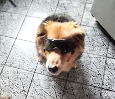 Petleso hundebrille hundeschut gebraucht kaufen  Reichenbach/O.L.