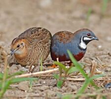 Extrabutton quail fertile for sale  Neeses