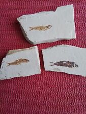 Lot fossiles poissons d'occasion  Pougues-les-Eaux