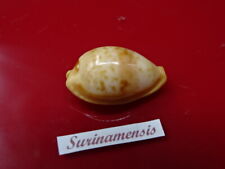 Cyp surinamesis 27mm for sale  Shipping to South Africa