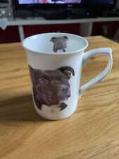 Staffordshire bull terrier for sale  DERBY