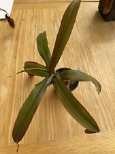 Carnivorous nepenthes plant for sale  BRIDGWATER