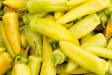 CHILI PEPPER HUNGARIAN YELLOW 500 SEEDS for sale  Shipping to South Africa