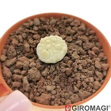 Pseudolithos cubiformis プセ for sale  Shipping to United Kingdom