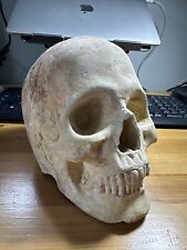 Antique Vintage Human medical Skull Anatomical Model 4 lbs. Plaster for sale  Shipping to South Africa