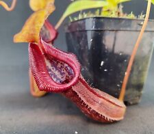 Nepenthes singalana burkei for sale  Shipping to Ireland