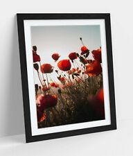 Red poppies flower for sale  LONDONDERRY