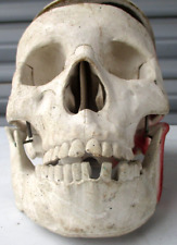 real human skull for sale  Casa Grande