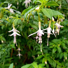 Fuchsia magellanica alba d'occasion  Pouzauges