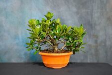 ficus tree for sale  North Fort Myers