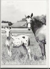 Horse postcard tarant usato  Spedire a Italy