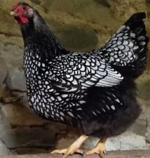 silver laced wyandottes for sale  DOWNPATRICK