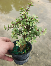 Variegated mini jade for sale  West Palm Beach