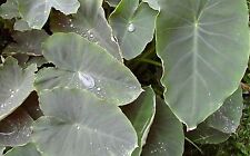 Colocasia esculenta rustique d'occasion  Villemandeur