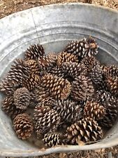 pine cones 50 for sale  Palmyra