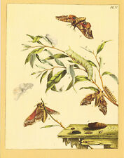 Eyed hawk moth for sale  DEREHAM