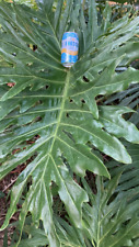 Philodendron selloum large for sale  Honolulu