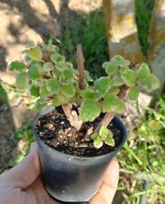 Plectranthus madagascariensis  usato  Villaspeciosa