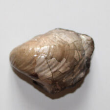 Mollusque fossile inoceramus d'occasion  Saint-Just-de-Claix