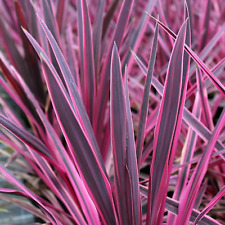 Cordyline australis pink for sale  UK